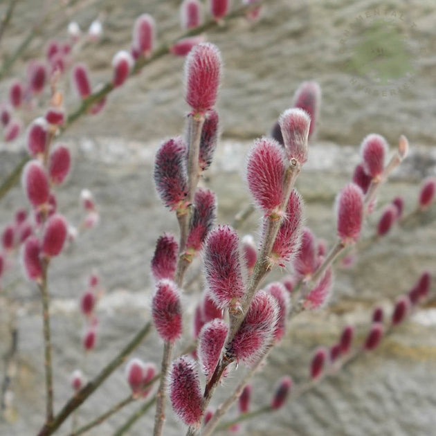 Salix gracilistyla 'Mount Aso' catkins