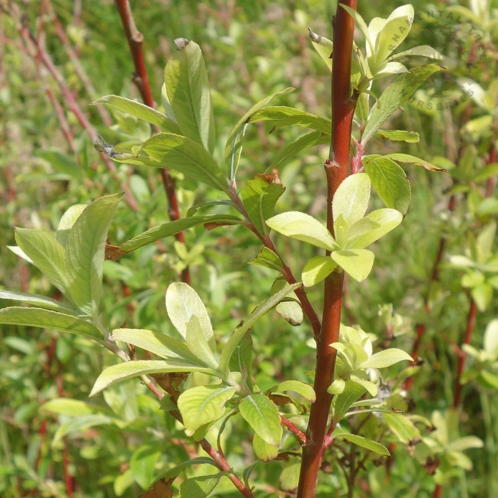 Salix gracilistyla 'Mount Aso' Pink Willow foliage