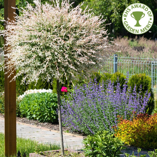 Salix Hakuro-Nishiki Flamingo Willow tree in garden