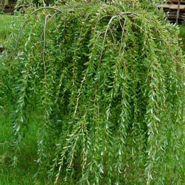 Salix integra Pendula Waterfall Weeping Willow