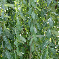 Dwarf Weeping Willow foliage