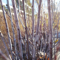 Salix irrorata Willow