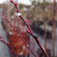 Salix irrorata buds