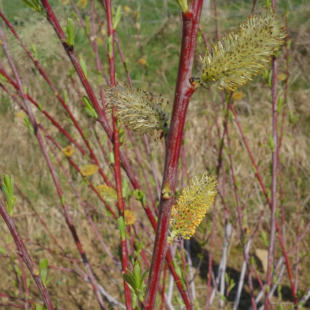 Salix irrorata catkins