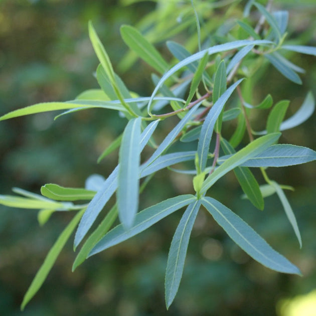 Salix purpurea 'Pendula' tree