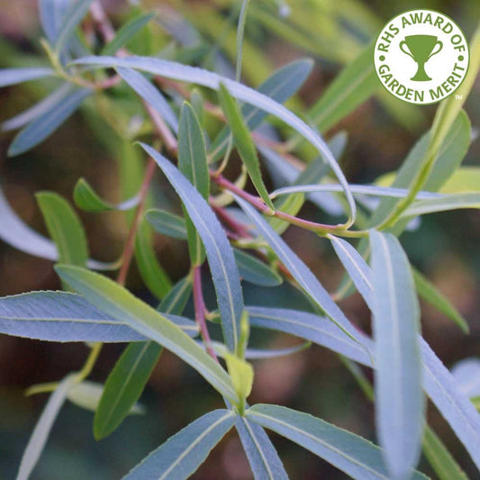 Salix purpurea 'Pendula' tree