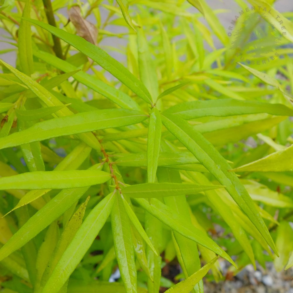 Golden Sunshine Willow foliage