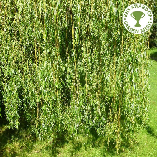 Salix x sepulcralis chrysocoma Weeping Willow tree