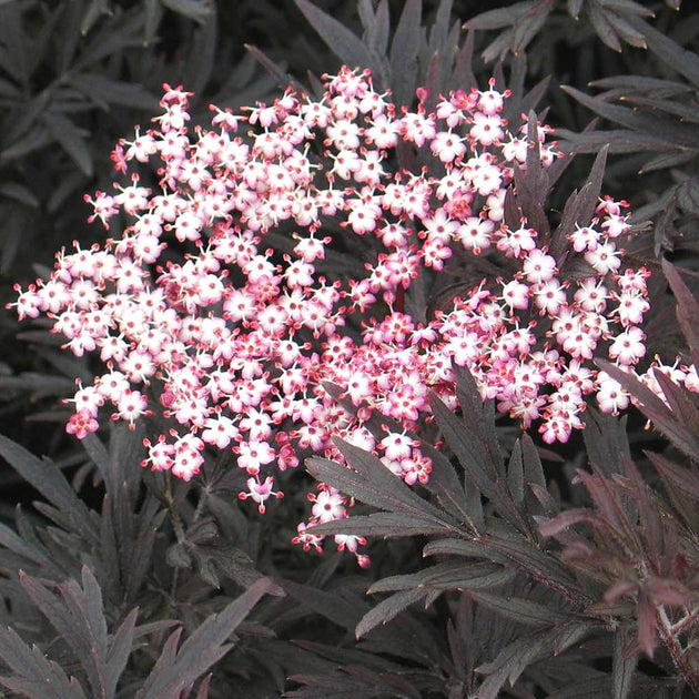 Sambucus nigra 'Black Lace' flowers