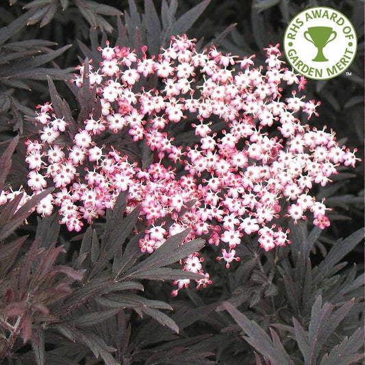 Sambucus nigra 'Black Lace'