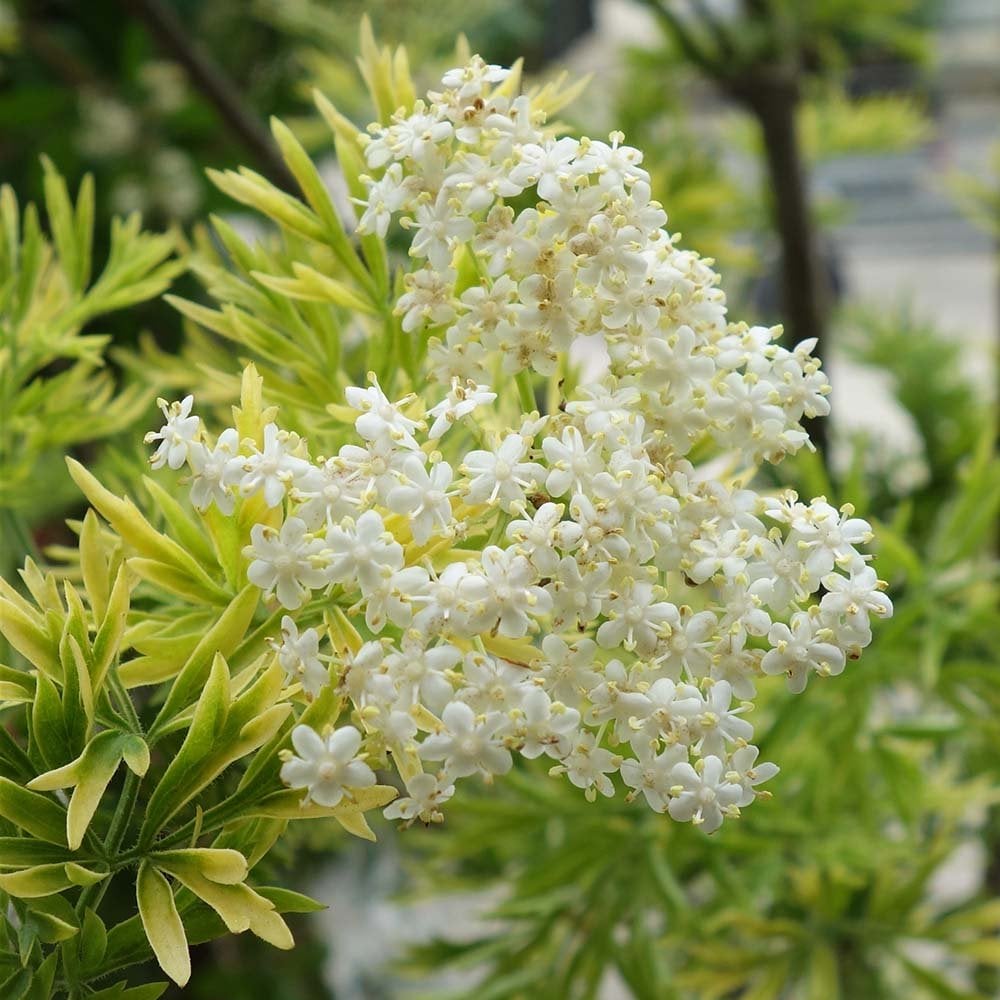 Sambucus nigra Golden Tower