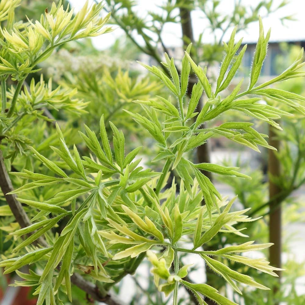 Golden foliage on Sambucus Golden Tower