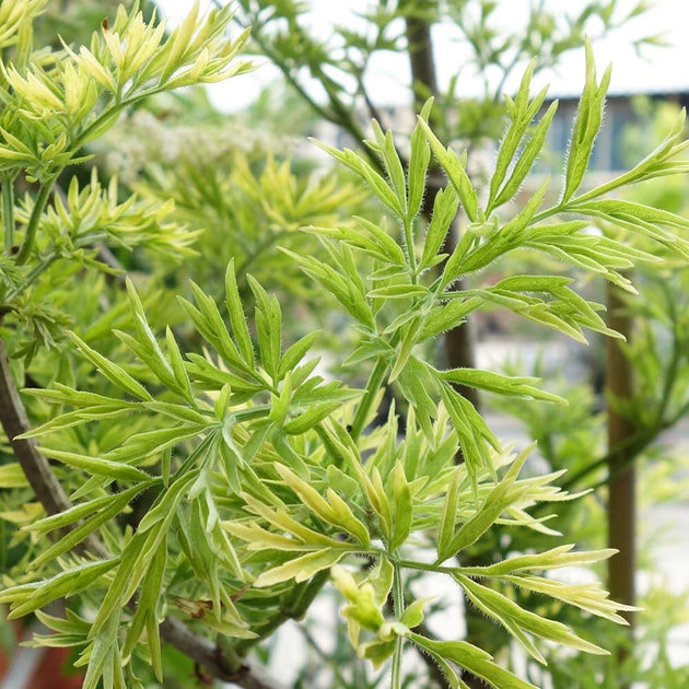 Golden foliage on Sambucus Golden Tower