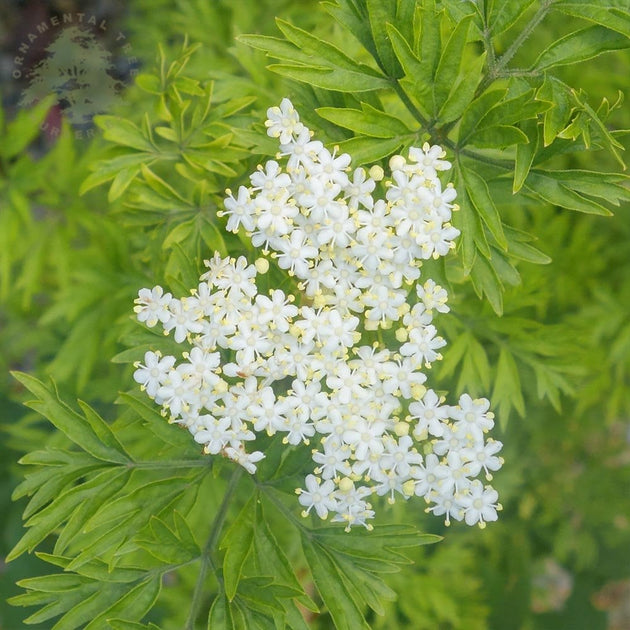 Sambucus nigra Golden Tower