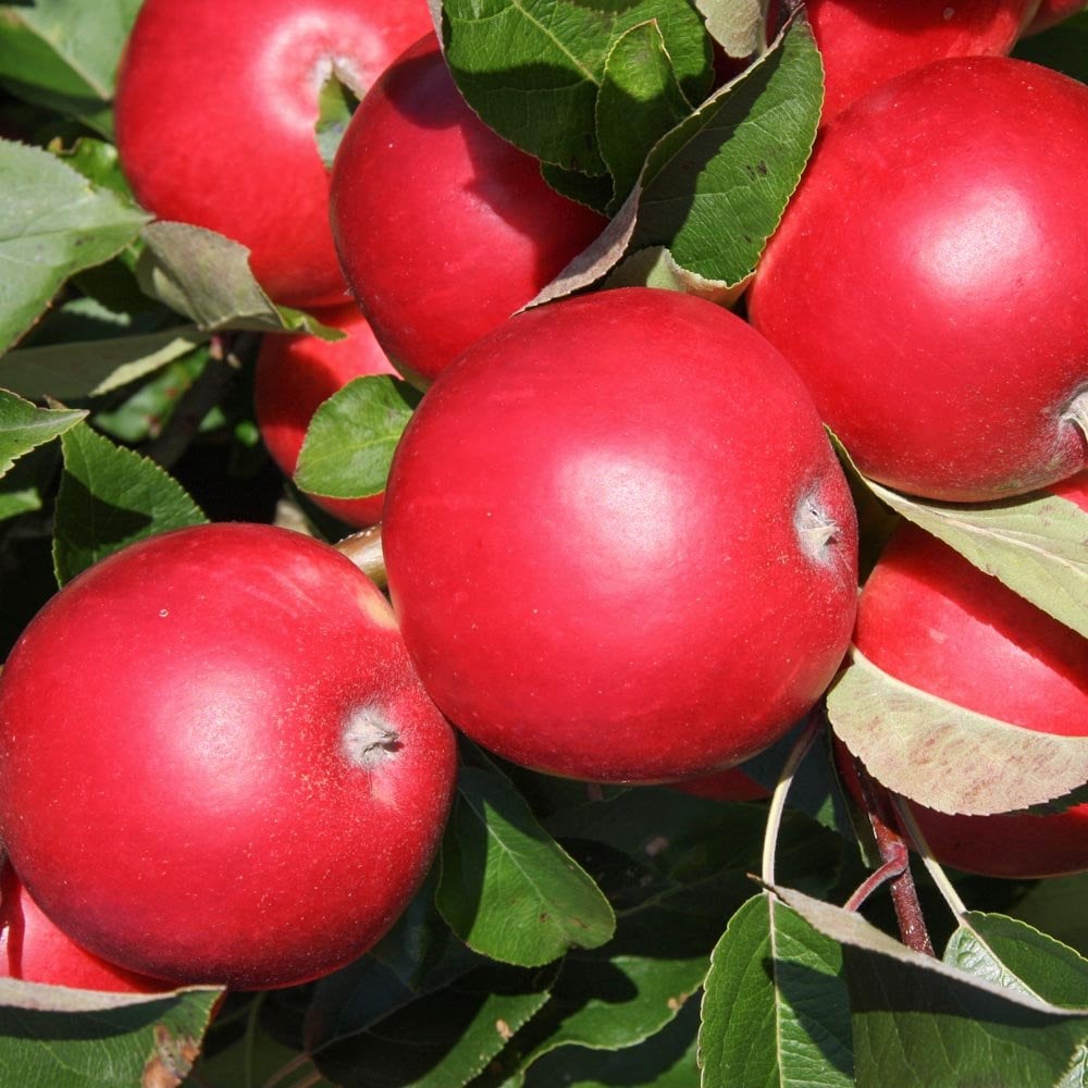 Scrumptious apple tree