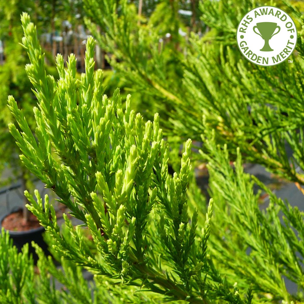 Sequoiadendron giganteum tree