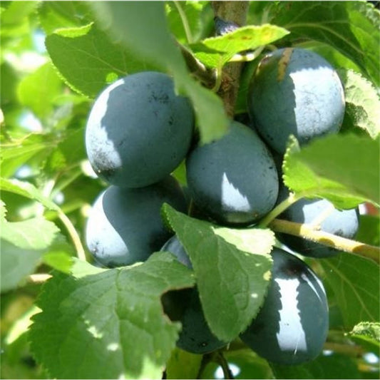 Shropshire Prune Damson tree