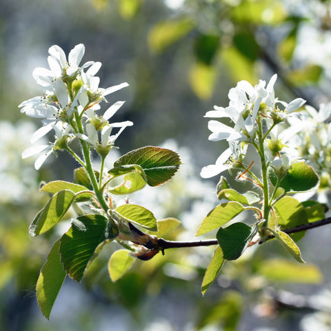 Amelanchier