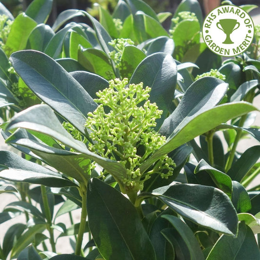 Skimmia japonica 'Fragrant Cloud'