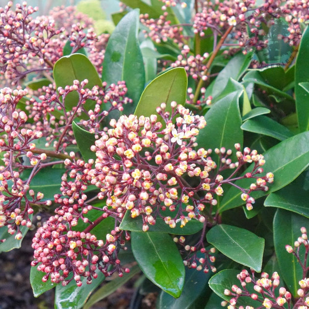 Skimmia japonica Rubella