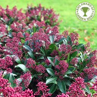 Skimmia japonica 'Rubella' bush