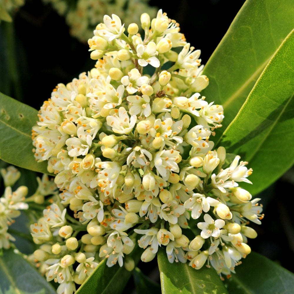 Skimmia x confusa Kew Green | Evergreens | Ornamental Trees