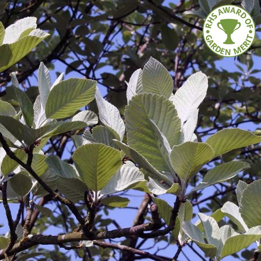 Sorbus aria 'Lutescens' Whitebeam tree