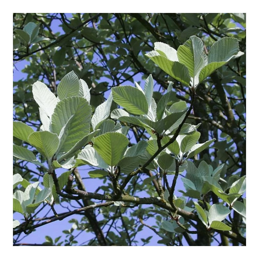 Sorbus aria 'Lutescens' Whitebeam