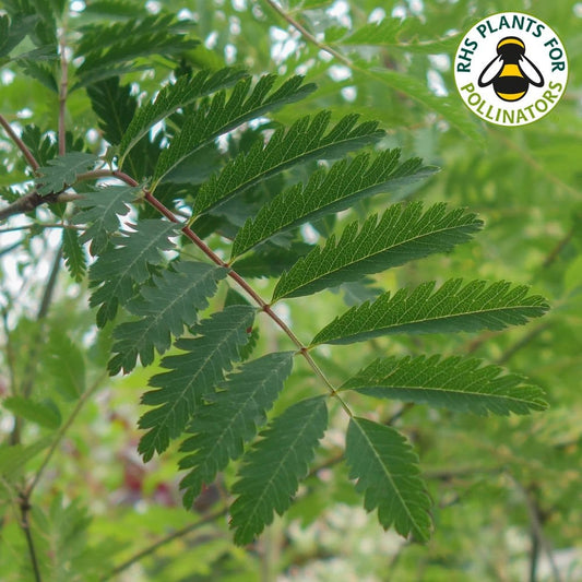 Sorbus aucuparia 'Asplenifolia' tree