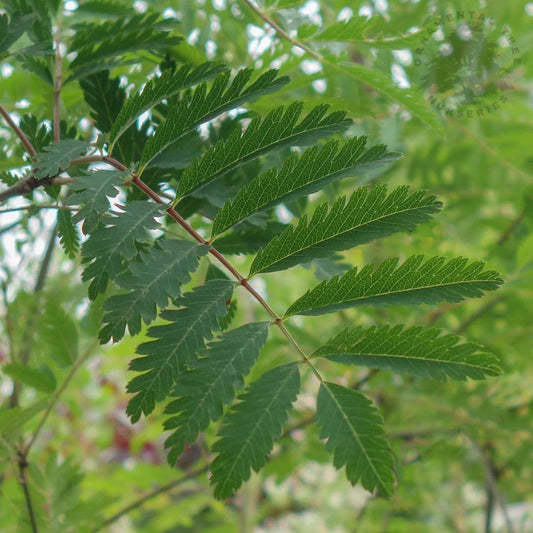 Sorbus aucuparia 'Asplenifolia' tree