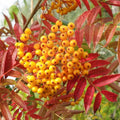 Sorbus aucuparia 'Autumn Spire' Rowan