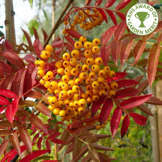 Sorbus aucuparia 'Autumn Spire' Tree