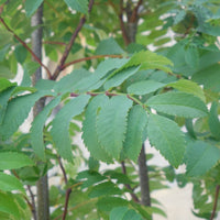 Sorbus aucuparia 'Cardinal Royal' leaves