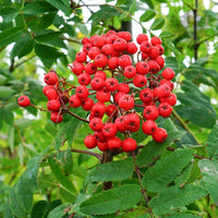 Sorbus aucuparia 'Cardinal Royal' Rowan