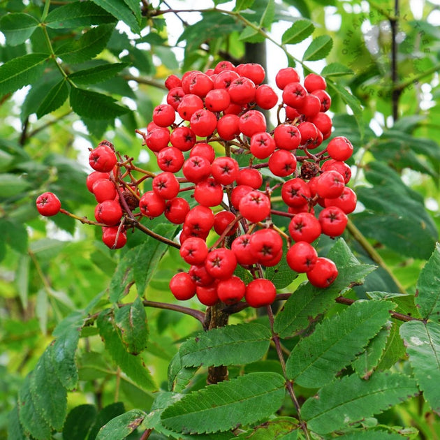 Sorbus aucuparia 'Cardinal Royal' Rowan