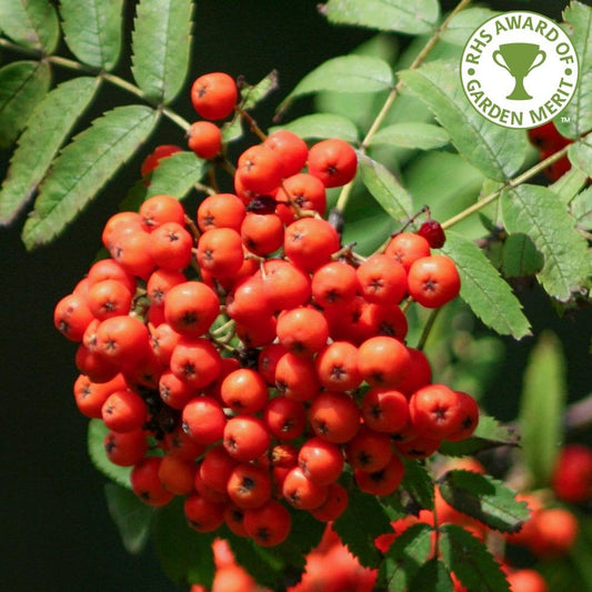 Sorbus aucuparia 'Sheerwater Seedling' Mountain Ash