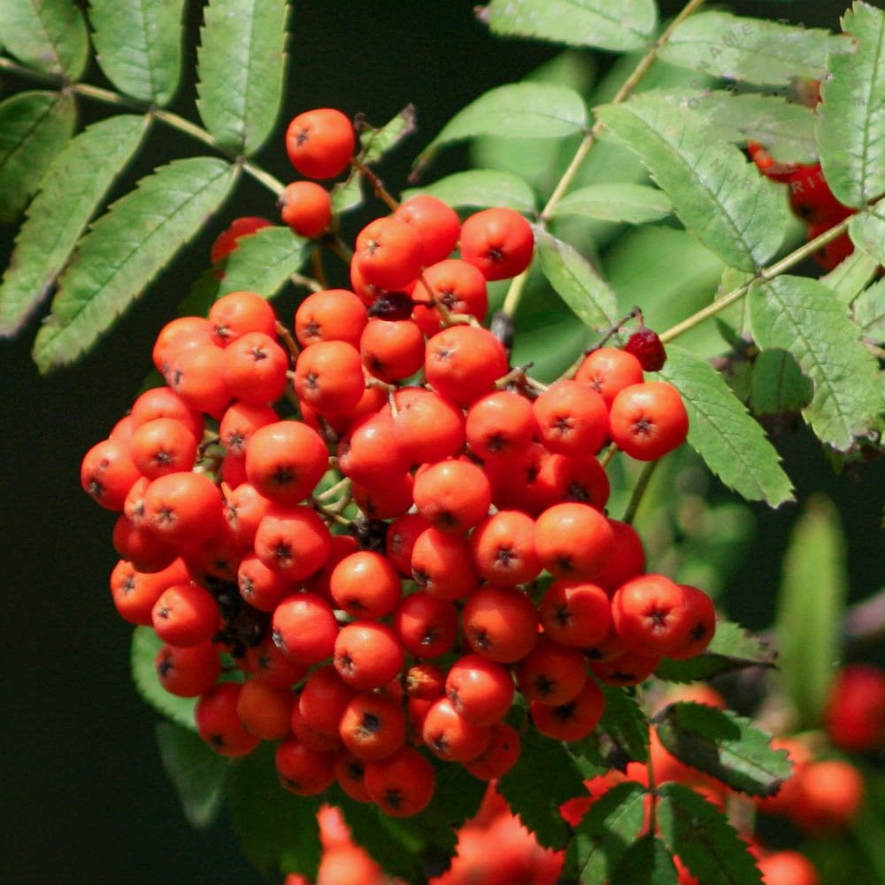 Sorbus aucuparia 'Sheerwater Seedling' Mountain Ash