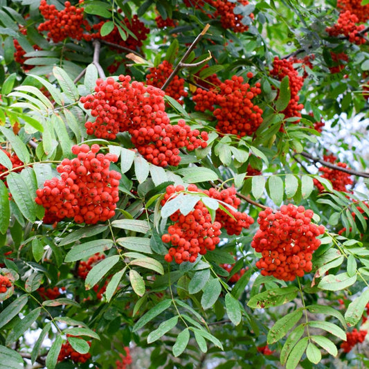 Sorbus aucuparia tree