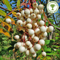 Sorbus cashmiriana Kashmir Rowan