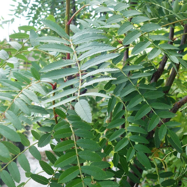 Sorbus cashmiriana foliage