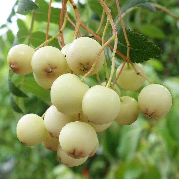 Sorbus cashmiriana white berries