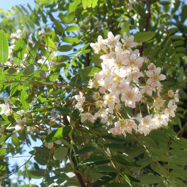 Sorbus cashmiriana white flower