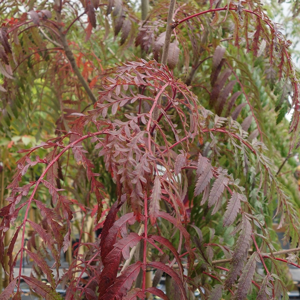 Sorbus 'Chinese Lace' Mountain Ash