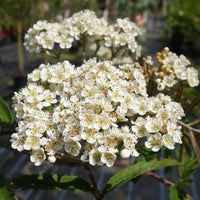 Sorbus 'Chinese Lace' flowers