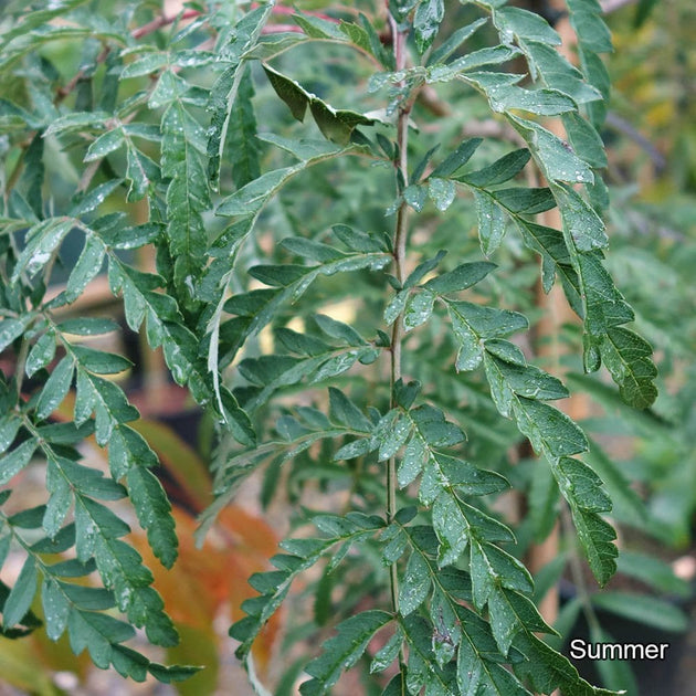 Sorbus 'Chinese Lace' Cut Leaved Mountain Ash foliage