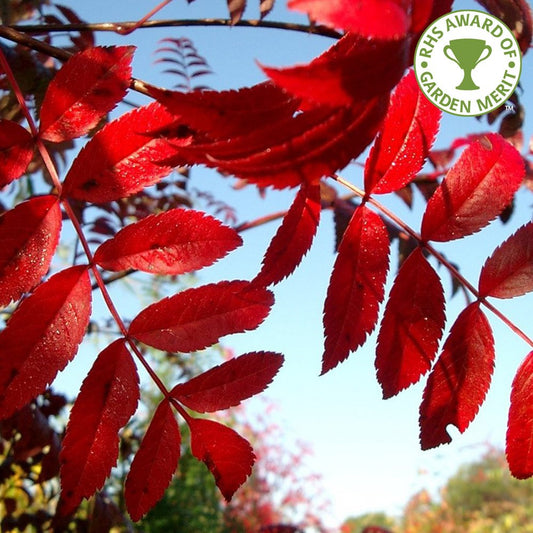 Sorbus commixta 'Embley' tree