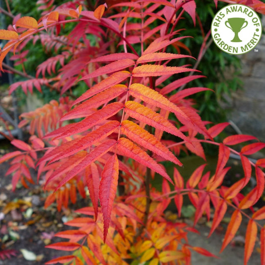 Sorbus 'Olympic Flame' in autumn