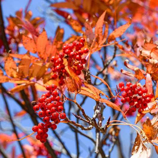 Sorbus commixta Japanese Rowan