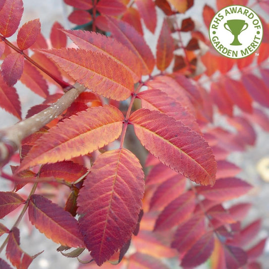 Sorbus 'Copper Kettle' Mountain Ash tree