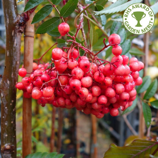 Sorbus Eastern Promise berries